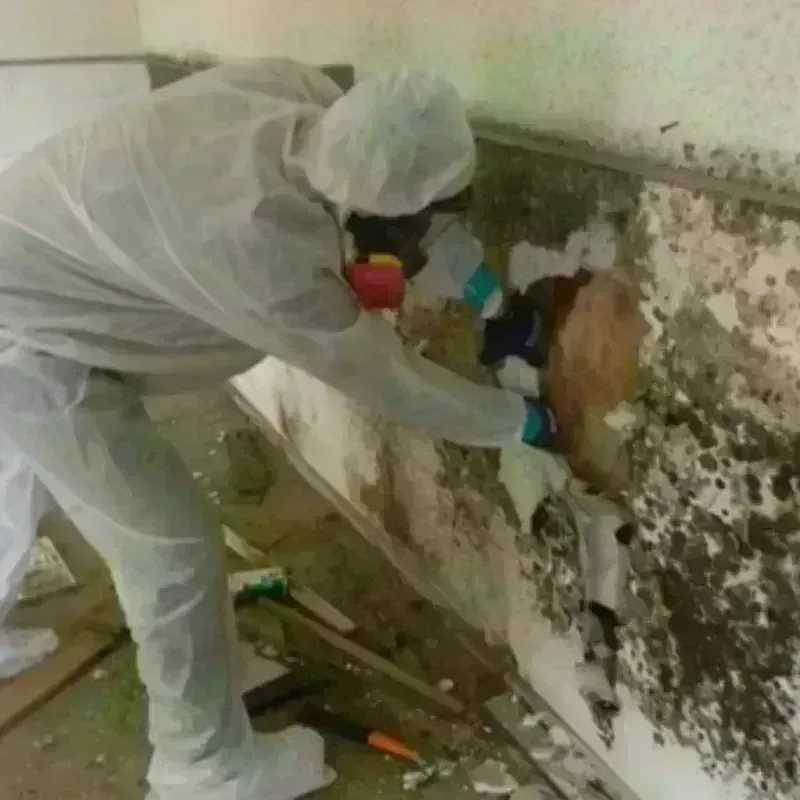 Mold Remediation and Removal in Middleburg Heights, OH